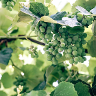 Racimo de uvas inmaduras en una explotación de viñedo de vinificación. - PQS / CCO