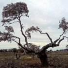 Daños en un árbol al que se ha aplicado el nuevo sistema de poda que marca la normativa.-E.M.