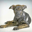 El pequeño ‘Cooper’ en una imagen de archivo de la protectora.-DEFANIVA