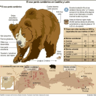 El oso pardo cantábrico en Castilla y León.-ICAL