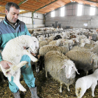 Un ganadero de ovino entre sus ovejas en una explotación de la localidad segoviana de Fuente el Olmo.-J. M. LOSTAU