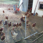 Las gallinas de Granja Monterrebollo caminan a sus anchas, de tal manera que no sufren estrés.-F.G.