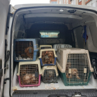 Detectado un criadero ilegal de perros de raza Yorkshire con 52 animales en Valladolid.- P.L.