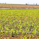 Una plantación de maíz en la municipio leonés de Sahagún.-ICAL