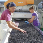 Dos operarias revisan ayer la uva de variedad tempranillo para retirar las bayas que no sean de óptima calidad.-J.M. Lostau