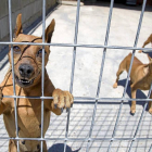Algunos de los perros que pasan sus vacaciones alojados en el Centro canino La Yosa.-Alberto Mingueza