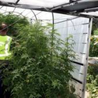 La Guardia Civil inacauta en Villamuriel (Palencia) 112 plantas de marihuana con un peso de 183 kilos-Ical