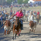 Un caballista dirige a los toros hasta el pueblo durante uno de los encierros campo a través en Portillo.-EL MUNDO