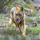 Un lobo nacido en el Centro del Lobo Ibérico de Castilla y León ubicado en Zamora, en una imagen de archivo.-ICAL