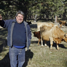 Félix Soria, con sus vacas pastando en unos terrenos mancomunados de Cabrejas y Abejar.-MARIO TEJEDOR