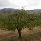 Efectos de las heladas de esta semana en el los cerezos del Valle de Caderechas, en Burgos-g. gonzález