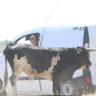 Rescate del toro que se escapó de un encierro de Serrada. -AYUNTAMIENTO SERRADA / JACINTO NAVAS