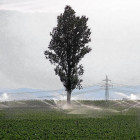 Campos de cultivo de remolacha en una explotación de la Comunidad.-ICAL