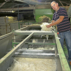 Javier Pajares extrae lana recién lavada en las instalaciones de la empresa palentina .-MANUEL BRÁGIMO