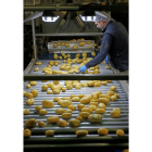 Uno de los trabajadores hace la última selección de las patatas, en uno de los lineales de producción.-J. M. LOSTAU