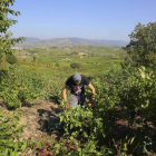 Un vendimiador recoge uva esta campaña en el Bierzo.-ICAL