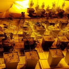 Plantación de marihuana descubierta en la investigación.-GUARDIA CIVIL