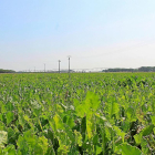 Campo de remolacha apurando el ciclo en la provincia de Valladolid.-M.C.