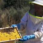 Una empleada muestra un panal de abejas repleto de miel-Ical