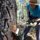 Un resinero prepara un pino para recolectar en Salamanca. / david arranz / ICAL