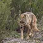 Imagen de archivo de un lobo ibérico en la provincia de Zamora.-ICAL