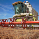 Campo de cultivo de Lenteja de Tierra de Campos en plena cosecha la pasada campaña.-E.M