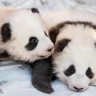 Los dos cachorros pandas nacidos en cautividad en el Zoo de Berlín.-AFP