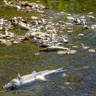 Imagen de algunos de los peces encontrados muertos en los márgenes del río.-PABLO REQUEJO
