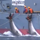 Dos ballenas acabadas de cazar y siendo arrastradas por un barco japonés.-SEA SHEPHERD