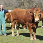León Matute con varias cabezas de ganado vacuno de la raza Limousin en los prados de Sotillo del Rincón.-VALENTÍN GUISANDE