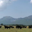 Reses de la ganadería de Adelaida Rodríguez, de estirpe Lisardo, pastando en las faldas de la Sierra de Francia.-A.V.