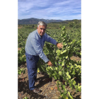 El empresario bodeguero Víctor Robla analiza una de las cepas en sus plantaciones del Bierzo.-