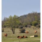 Cabezas de ganado extensivo en la provincia de Soria.-V. GUISANDE