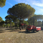 Máquina vibrando el árbol en el Monte Arena de Portillo durante esta última campaña.-S.T.M.A