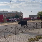 Un toro pasea por las calles de Valladolid.-E.M.
