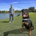 Ares, el primer rottweiler de terapia en España, posa en primer plano ante la mirada de su dueño Mario Ruiz.-MIGUEL ÁNGEL SANTOS