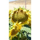 Cultivo de girasol en la comarca agraria de Campo de Gómara.-ÁLVARO MARTÍNEZ