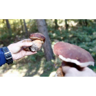 Un recolector sostiene dos ejemplares medianos de boletus, hoy por hoy la ‘estrella’ de la temporada, recogidos en un pinar de la Comunidad.  / VALENTÍN GUISANDE