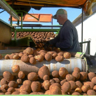 Un agricultor recogiendo patatas en la provincia burgalesa, en una campaña anterior.-ICAL