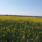 Campo de colza en una parcela de la Comunidad en un momento actual en floración.-ACOR