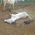 Estado en el que el Seprona encontró al caballo agonizante que murió después, y la yegua superviviente.-SEPRONA