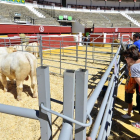 La Feria Ganadera se celebra en la plaza de toros de Soria cada mes de septiembre.-ÁLVARO MARTÍNEZ