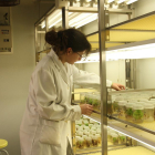 Una investigadora ordena unas muestras en el Instituto Universitario de Investigación en Gestión Forestal Sostenible de la Universidad de Valladolid.-MANUEL BRÁGIMO
