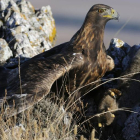 Un águila real que es una especie protegida, con un cnejo recién capturado en un paraje de Soria.-Valentín Guisande