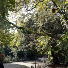Un transeúnte observa un árbol del Campo Grande de Valladolid en una mañana soleada de otoño.- ICAL