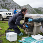 Gerardo Báguena, director de la Fundación para la Conservación del Quebrantahuesos, traslada un ejemplar al veterinario.-EL MUNDO