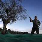 Un agricultor varea uno de los olivos en una plantación durante la recoleccción de la aceituna en la provincia de Salamanca.-ENRIQUE CARRASCAL