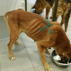 Uno de los perros incautados por el Seprona en el criadero de Melgar de Fernamental (Burgos)-PROANBUR