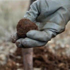 La recogida de trufa arrancará en navidades, aunque algunos productores ya han sacado algo.-CAJA RURAL