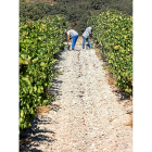 Dos temporeros trabajan en la campaña de vendimia en uno de los viñedos de la Comunidad. / PABLO REQUEJO
